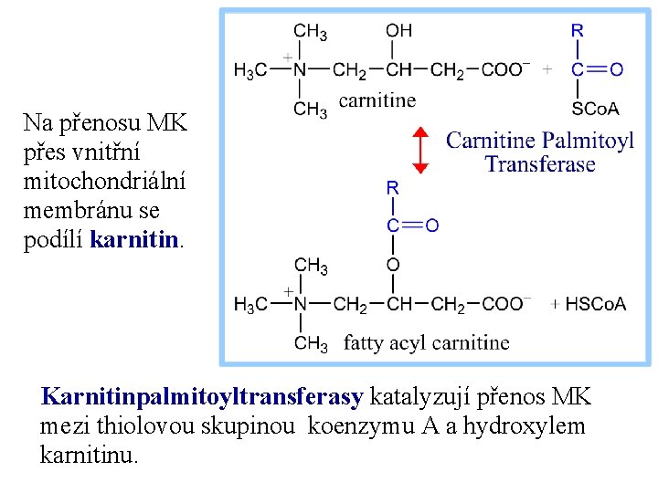 Na přenosu MK přes vnitřní mitochondriální membránu se podílí karnitin. Karnitinpalmitoyltransferasy katalyzují přenos MK