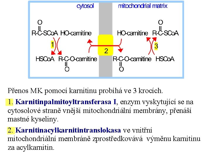Přenos MK pomocí karnitinu probíhá ve 3 krocích. 1. Karnitinpalmitoyltransferasa I, enzym vyskytující se