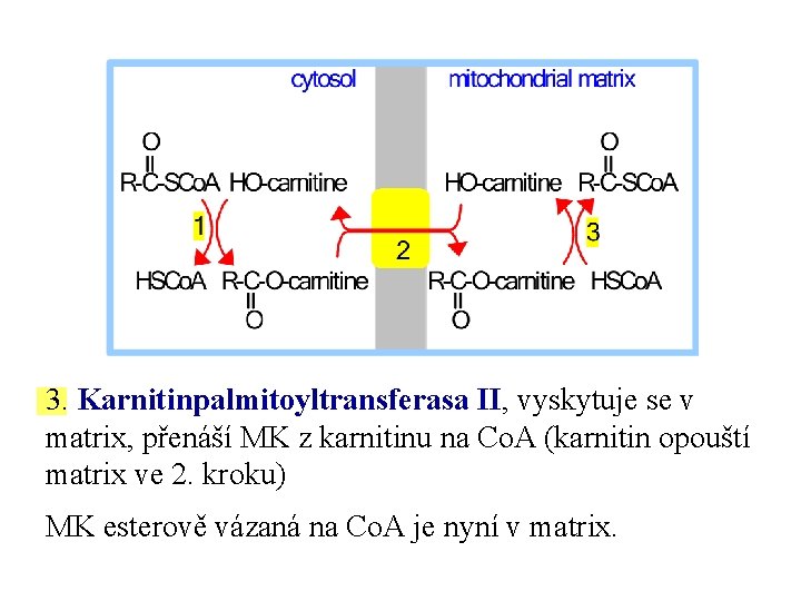 3. Karnitinpalmitoyltransferasa II, vyskytuje se v matrix, přenáší MK z karnitinu na Co. A