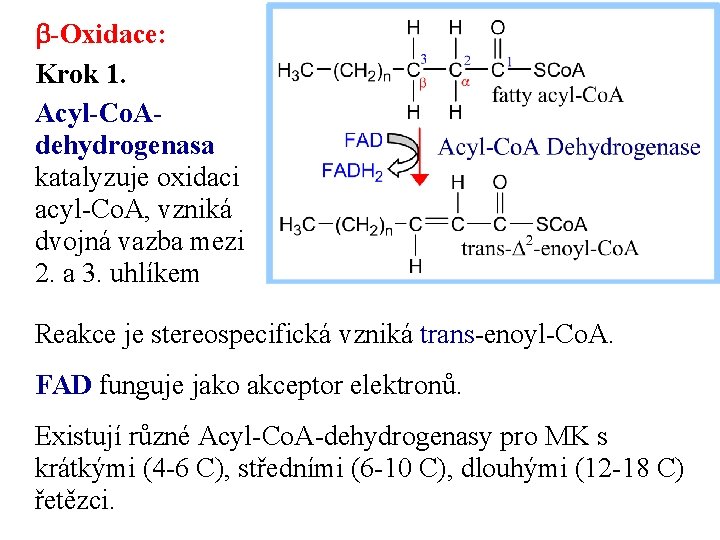 b-Oxidace: Krok 1. Acyl-Co. Adehydrogenasa katalyzuje oxidaci acyl-Co. A, vzniká dvojná vazba mezi 2.