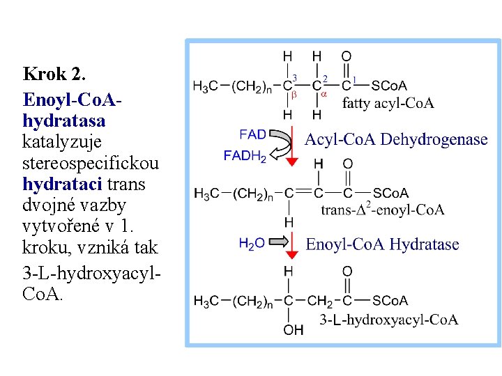 Krok 2. Enoyl-Co. Ahydratasa katalyzuje stereospecifickou hydrataci trans dvojné vazby vytvořené v 1. kroku,