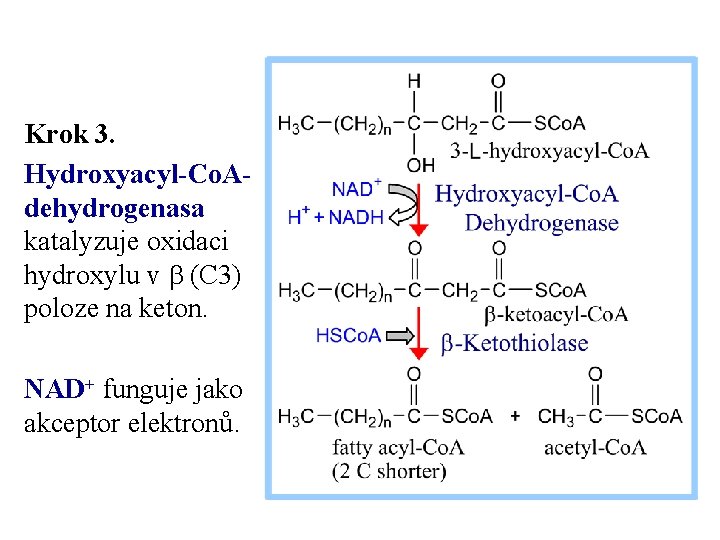 Krok 3. Hydroxyacyl-Co. Adehydrogenasa katalyzuje oxidaci hydroxylu v b (C 3) poloze na keton.