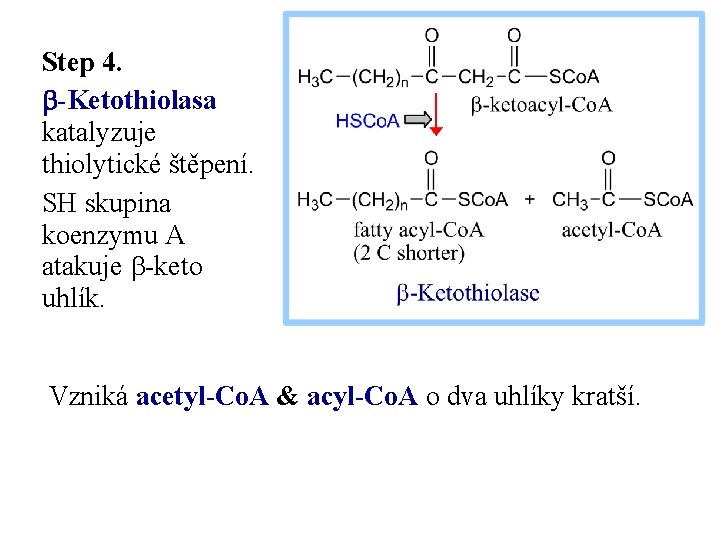 Step 4. b-Ketothiolasa katalyzuje thiolytické štěpení. SH skupina koenzymu A atakuje b-keto uhlík. Vzniká