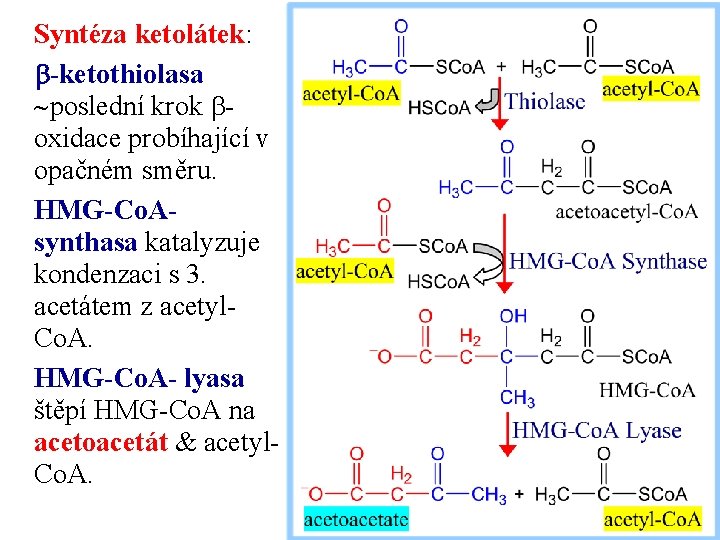 Syntéza ketolátek: b-ketothiolasa poslední krok boxidace probíhající v opačném směru. HMG-Co. Asynthasa katalyzuje kondenzaci