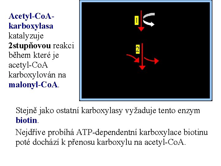 Acetyl-Co. Akarboxylasa katalyzuje 2 stupňovou reakci během které je acetyl-Co. A karboxylován na malonyl-Co.