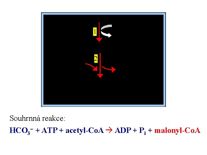 Souhrnná reakce: HCO 3 - + ATP + acetyl-Co. A ADP + Pi +