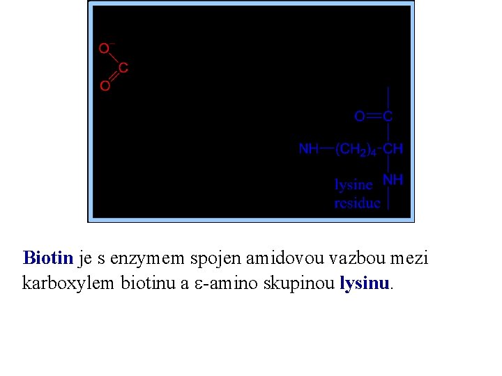 Biotin je s enzymem spojen amidovou vazbou mezi karboxylem biotinu a e-amino skupinou lysinu.