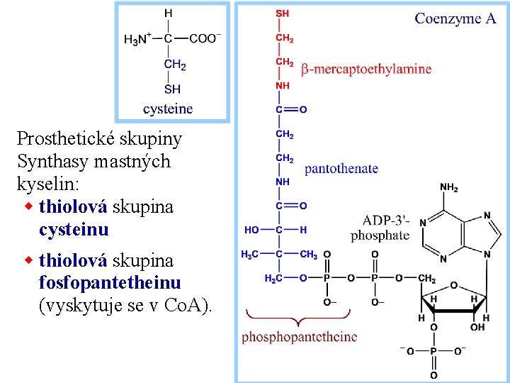 Prosthetické skupiny Synthasy mastných kyselin: w thiolová skupina cysteinu w thiolová skupina fosfopantetheinu (vyskytuje