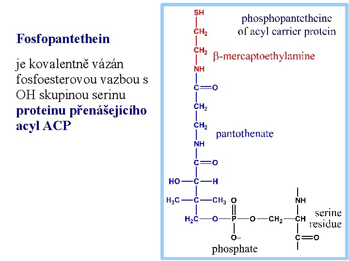 Fosfopantethein je kovalentně vázán fosfoesterovou vazbou s OH skupinou serinu proteinu přenášejícího acyl ACP