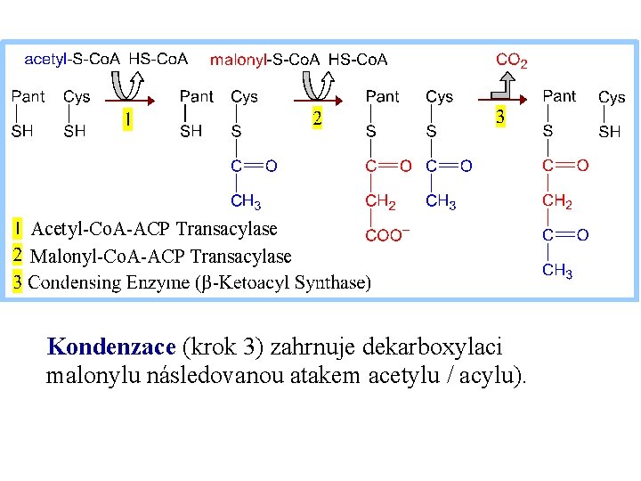 Acetyl-Co. A-ACP Transacylase Malonyl-Co. A-ACP Transacylase Kondenzace (krok 3) zahrnuje dekarboxylaci malonylu následovanou atakem