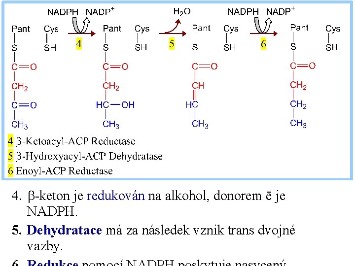 4. b-keton je redukován na alkohol, donorem ē je NADPH. 5. Dehydratace má za