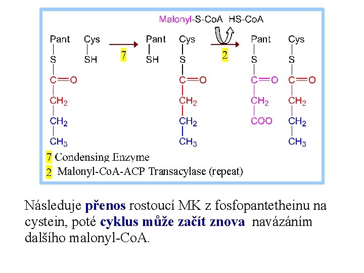 Malonyl-Co. A-ACP Transacylase (repeat) Následuje přenos rostoucí MK z fosfopantetheinu na cystein, poté cyklus