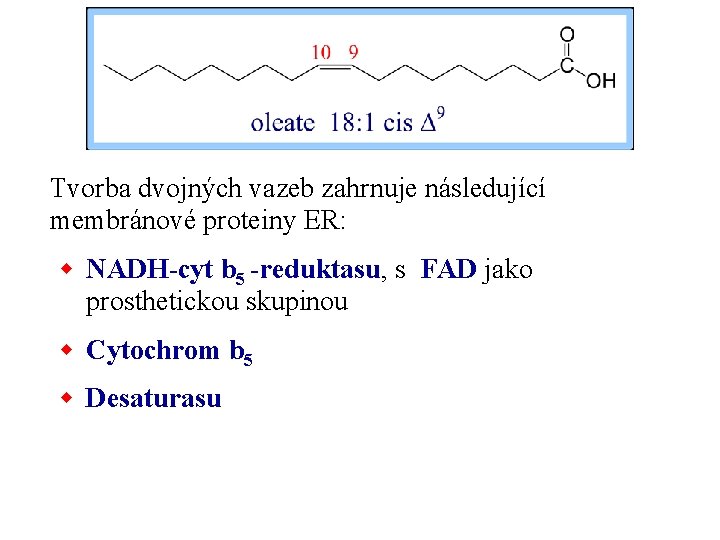 Tvorba dvojných vazeb zahrnuje následující membránové proteiny ER: w NADH-cyt b 5 -reduktasu, s