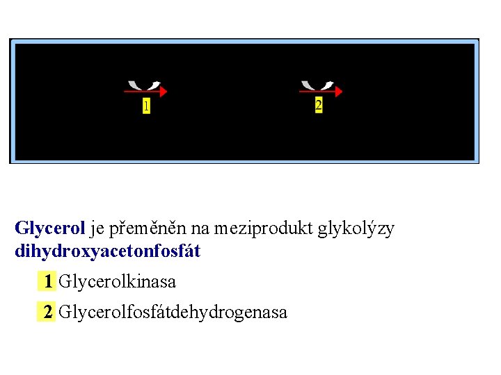 Glycerol je přeměněn na meziprodukt glykolýzy dihydroxyacetonfosfát 1 Glycerolkinasa 2 Glycerolfosfátdehydrogenasa 