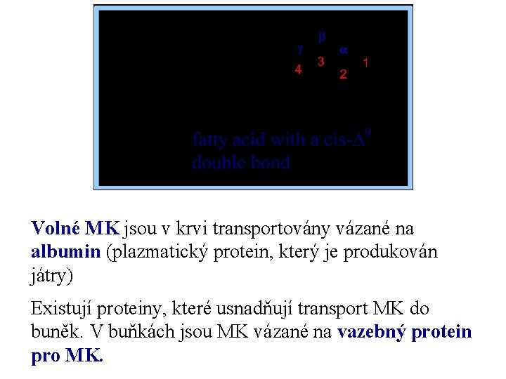 Volné MK jsou v krvi transportovány vázané na albumin (plazmatický protein, který je produkován