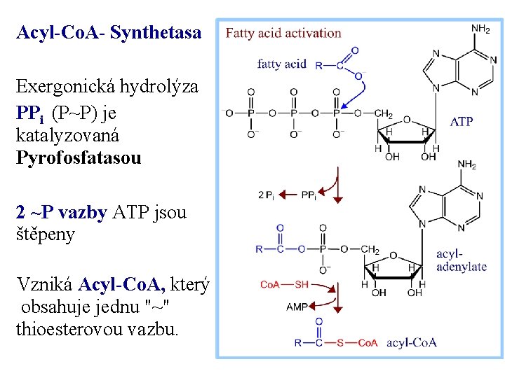 Acyl-Co. A- Synthetasa Exergonická hydrolýza PPi (P~P) je katalyzovaná Pyrofosfatasou 2 ~P vazby ATP