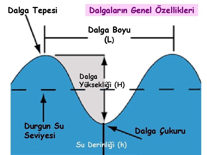 Dalga Tepesi Dalgaların Genel Özellikleri Dalga Boyu (L) Dalga Yüksekliği (H) Durgun Su Seviyesi