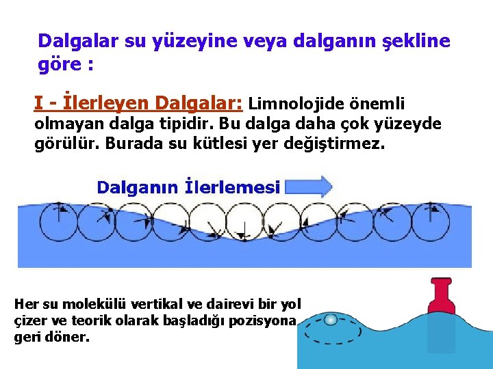 Dalgalar su yüzeyine veya dalganın şekline göre : I - İlerleyen Dalgalar: Limnolojide önemli