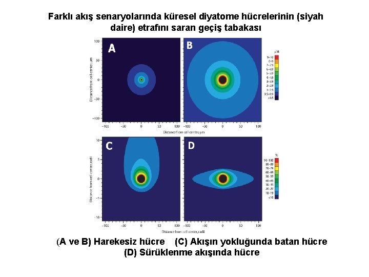 Farklı akış senaryolarında küresel diyatome hücrelerinin (siyah daire) etrafını saran geçiş tabakası (A ve