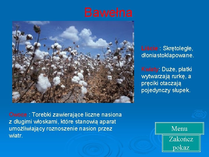 Bawełna Liście : Skrętoległe, dłoniastoklapowane. Kwiaty: Duże, płatki wytwarzają rurkę, a pręciki otaczają pojedynczy