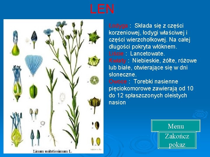 LEN Łodyga : Składa się z części korzeniowej, łodygi właściwej i części wierzchołkowej. Na