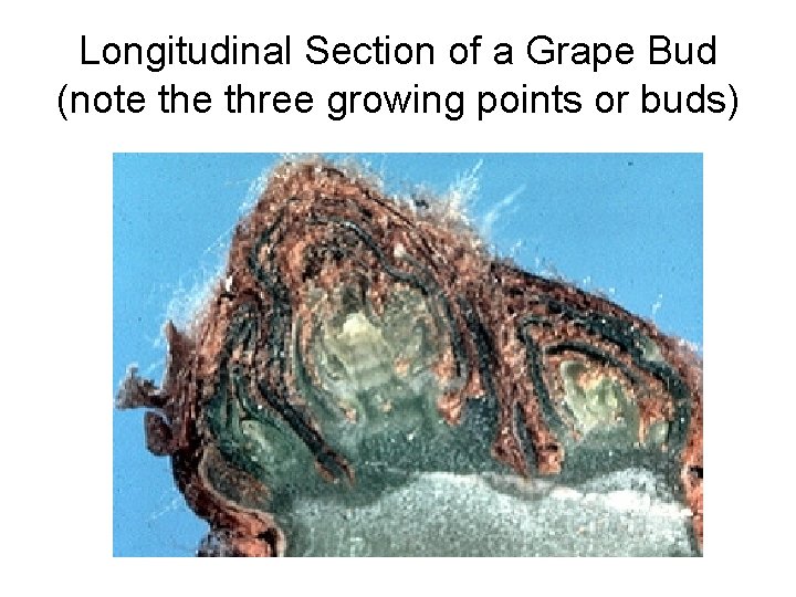 Longitudinal Section of a Grape Bud (note three growing points or buds) 