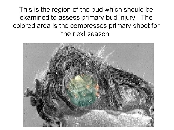 This is the region of the bud which should be examined to assess primary