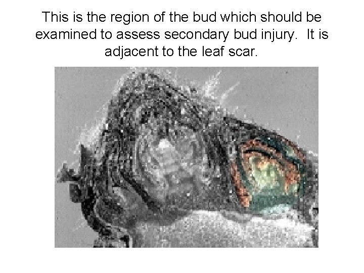This is the region of the bud which should be examined to assess secondary