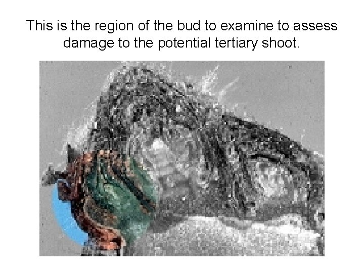 This is the region of the bud to examine to assess damage to the