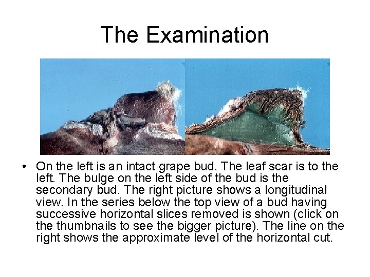 The Examination • On the left is an intact grape bud. The leaf scar