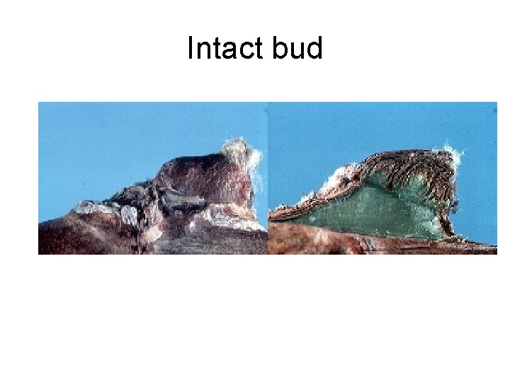 Intact bud 