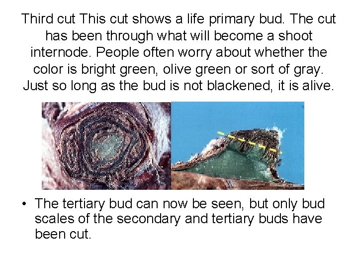 Third cut This cut shows a life primary bud. The cut has been through