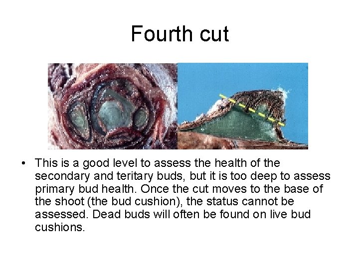 Fourth cut • This is a good level to assess the health of the