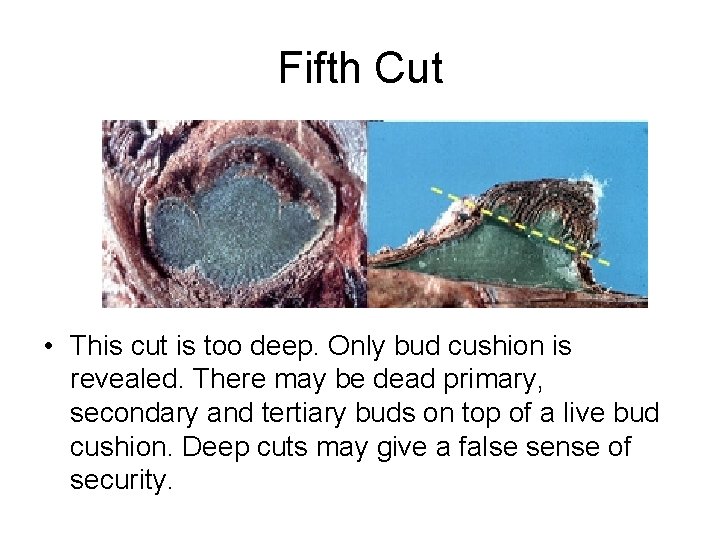 Fifth Cut • This cut is too deep. Only bud cushion is revealed. There