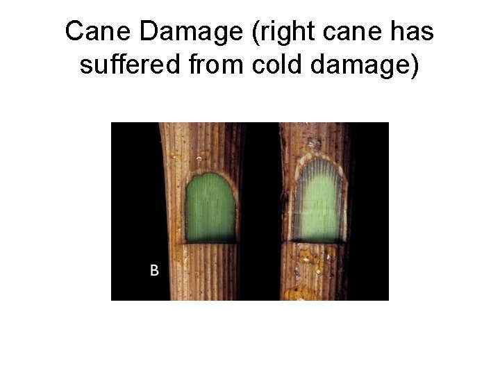 Cane Damage (right cane has suffered from cold damage) 