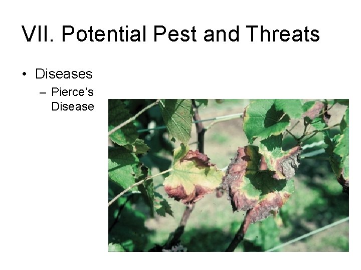 VII. Potential Pest and Threats • Diseases – Pierce’s Disease 