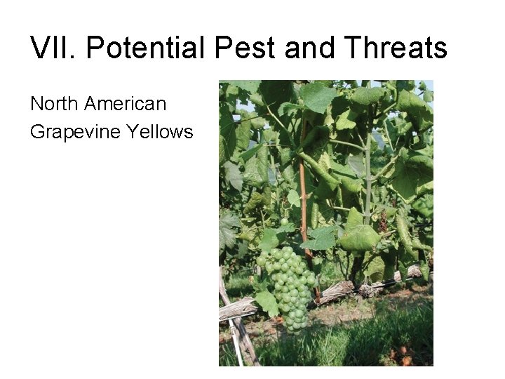 VII. Potential Pest and Threats North American Grapevine Yellows 