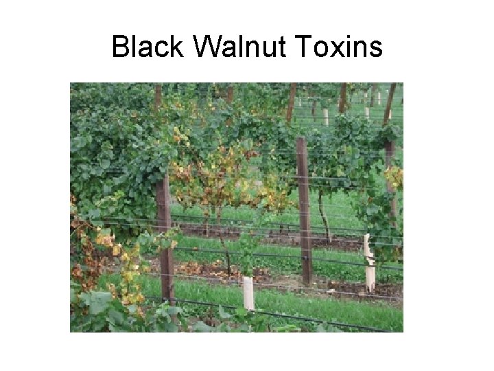 Black Walnut Toxins 