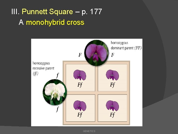 III. Punnett Square – p. 177 A monohybrid cross GENETICS 