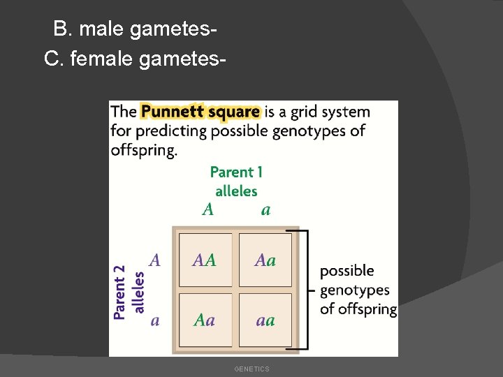 B. male gametes. C. female gametes- GENETICS 