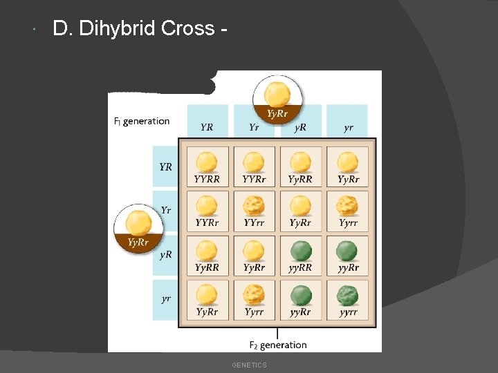  D. Dihybrid Cross - GENETICS 