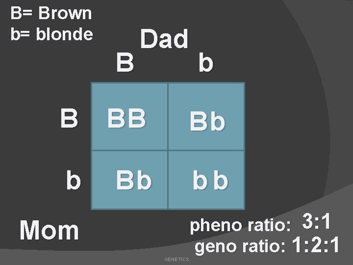 B= Brown b= blonde B Dad b B BB Bb bb Mom GENETICS pheno