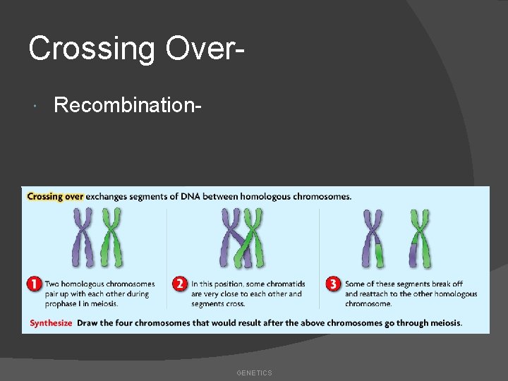Crossing Over Recombination- GENETICS 