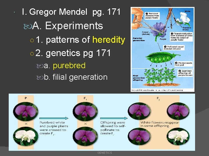  I. Gregor Mendel pg. 171 A. Experiments ○ 1. patterns of heredity ○