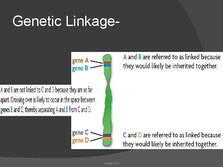 Genetic Linkage- GENETICS 