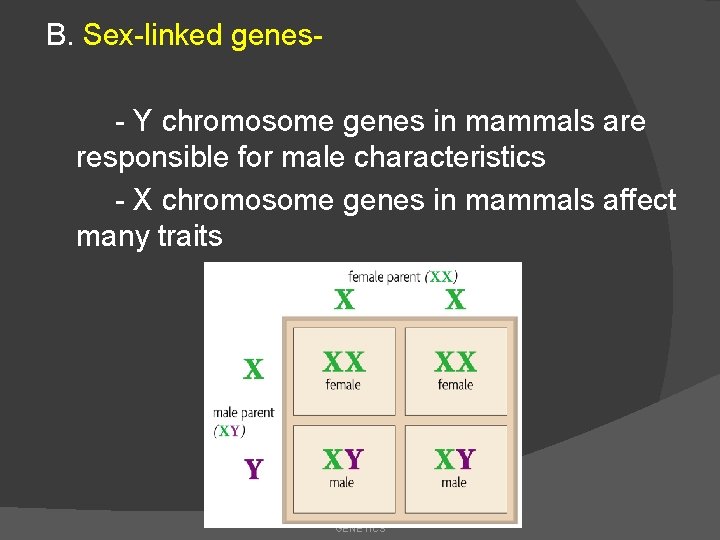 B. Sex-linked genes- Y chromosome genes in mammals are responsible for male characteristics -