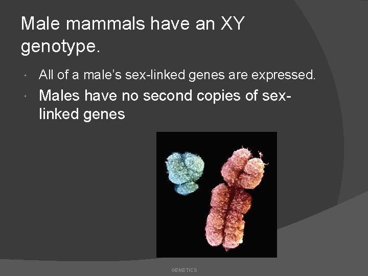 Male mammals have an XY genotype. All of a male’s sex-linked genes are expressed.