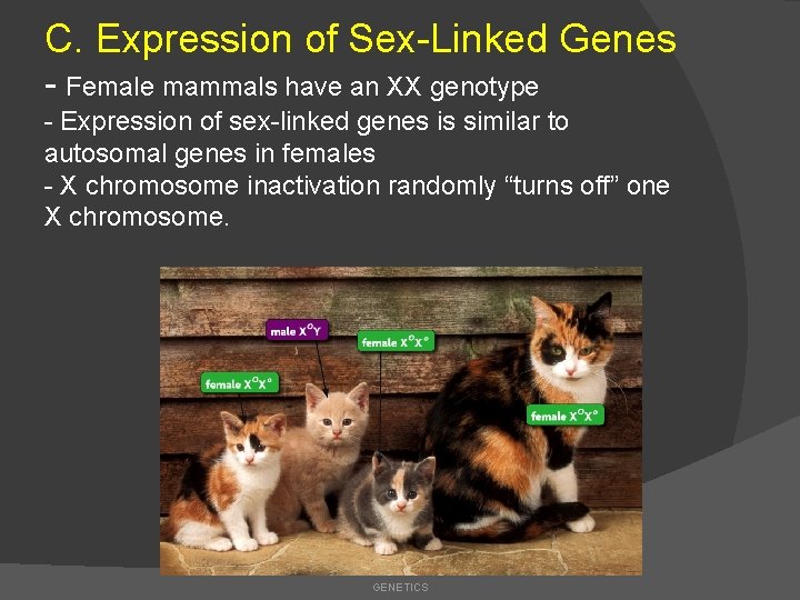 C. Expression of Sex-Linked Genes - Female mammals have an XX genotype - Expression