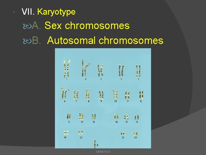  VII. Karyotype A. Sex chromosomes B. Autosomal chromosomes GENETICS 