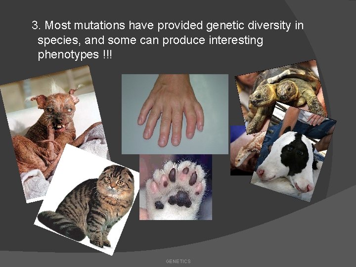 3. Most mutations have provided genetic diversity in species, and some can produce interesting